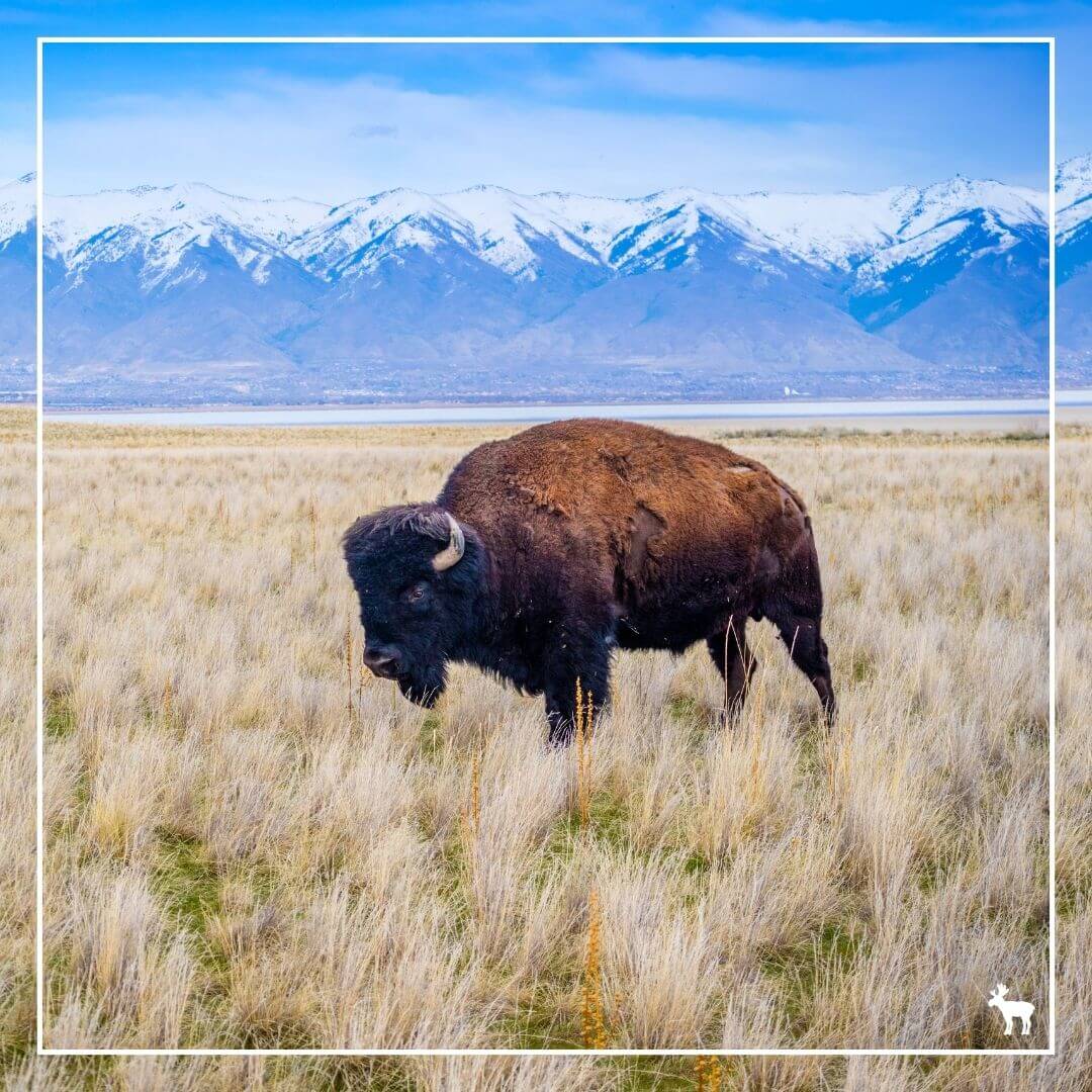 American Bison in Antelope Island State Park, Utah