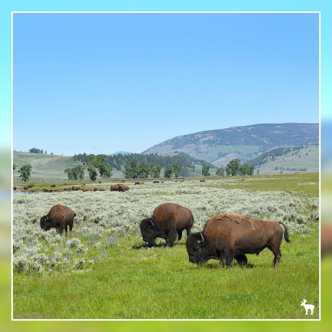 Bison in the Lamar Valley, Yellowstone National Park
