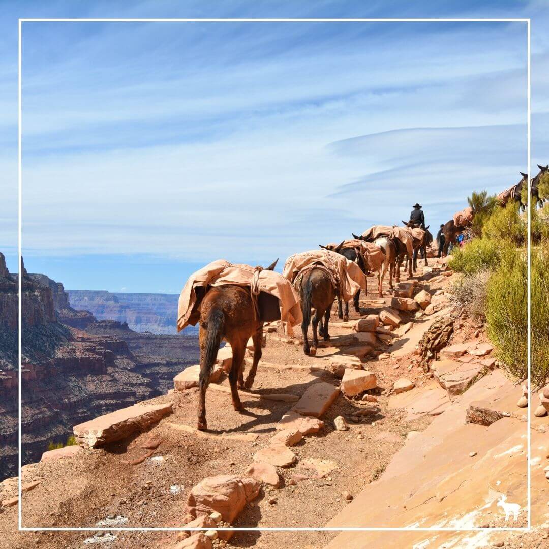 Mule pack train in Grand Canyon
