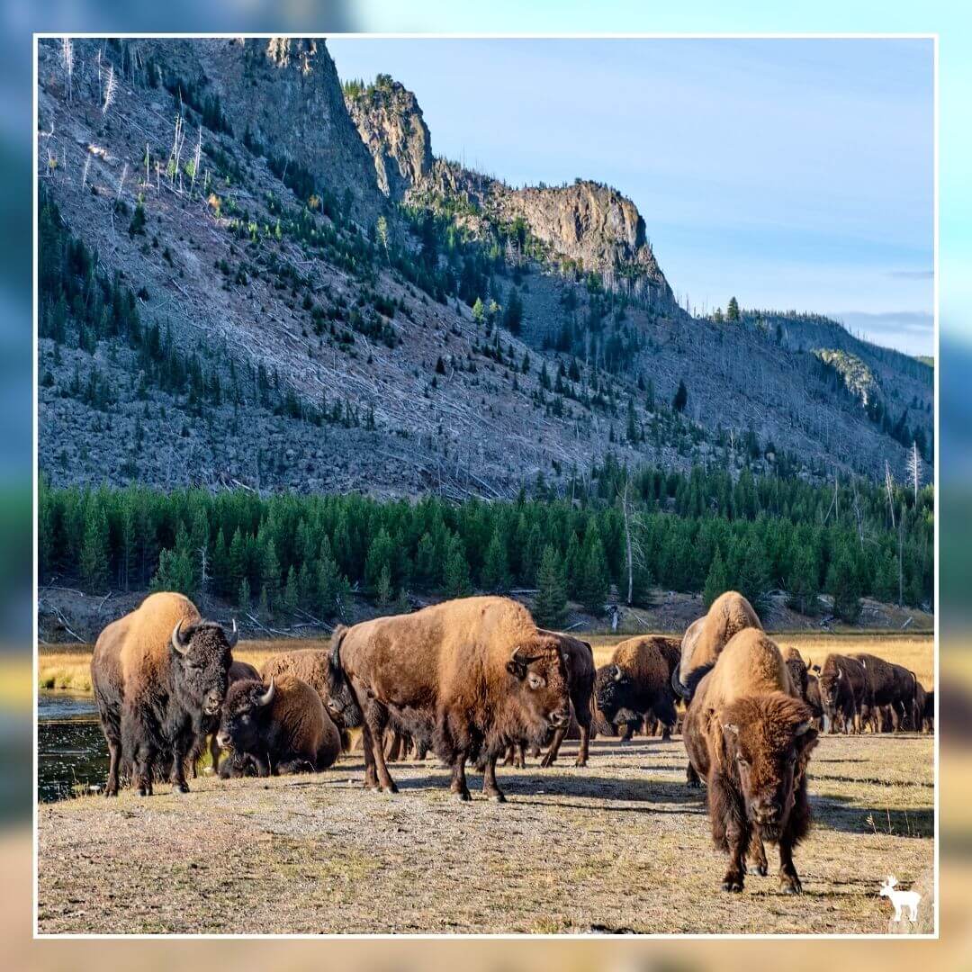 A small herd of buffalo graze alongside the Madison River, Yellowstone National Park